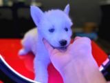 A Kalite Husky Siyah Beyaz Ve Beyaz