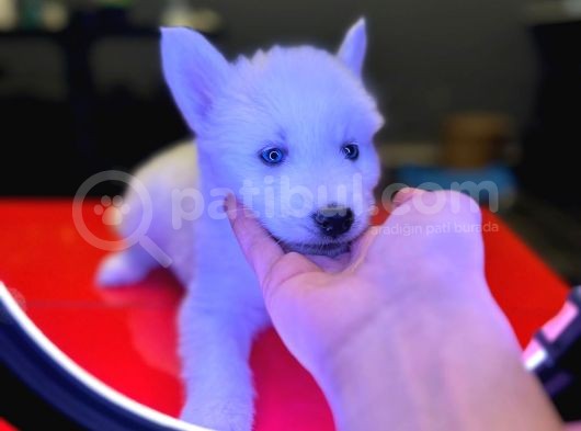 A Kalite Husky Siyah Beyaz Ve Beyaz görsel