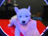 A Kalite Husky Siyah Beyaz Ve Beyaz