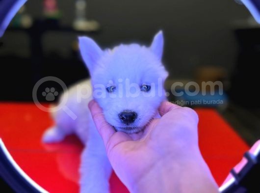 A Kalite Husky Siyah Beyaz Ve Beyaz görsel