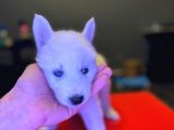 A Kalite Husky Siyah Beyaz Ve Beyaz