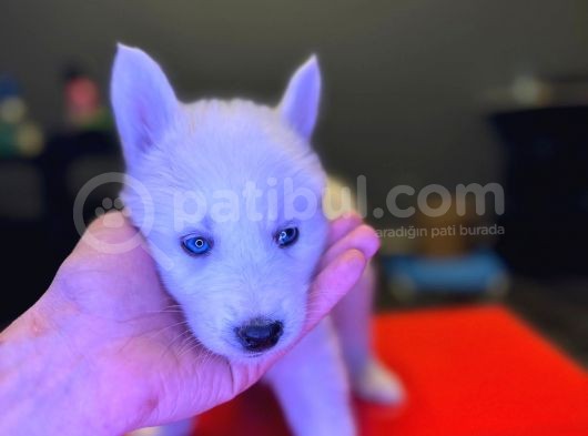 A Kalite Husky Siyah Beyaz Ve Beyaz görsel