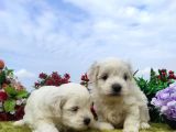 Safkan Irk Garantili Maltese Terrier Yavrular