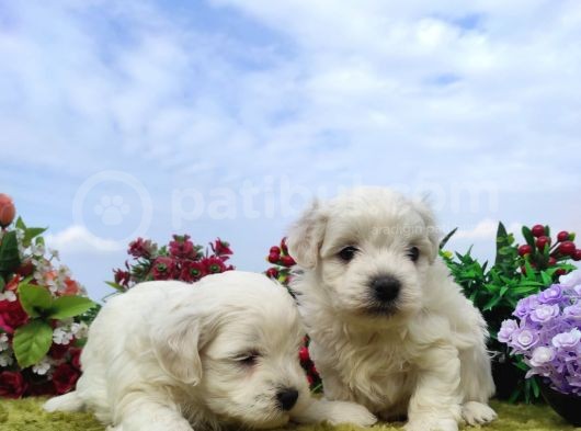Safkan Irk Garantili Maltese Terrier Yavrular görsel