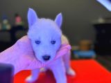 A Kalite Husky Siyah Beyaz Ve Beyaz
