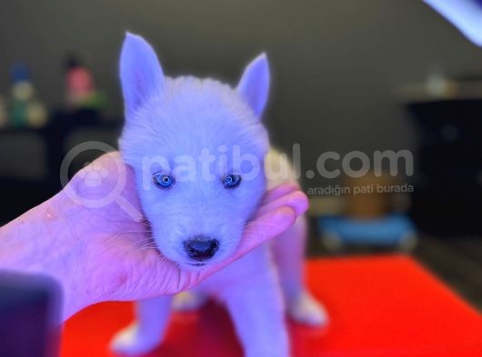 A Kalite Husky Siyah Beyaz Ve Beyaz görsel