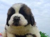 Safkan ırk garantili st bernard yavrular