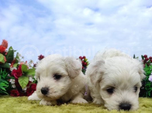 Safkan Irk Garantili Maltese Terrier Yavrular görsel