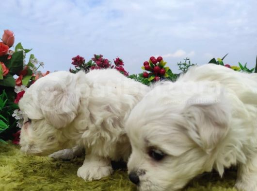 Safkan Irk Garantili Maltese Terrier Yavrular görsel