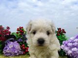 Safkan ırk garantili maltese terrier yavrular