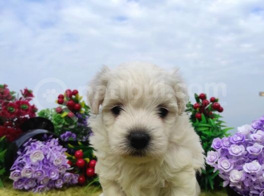 Safkan Irk Garantili Maltese Terrier Yavrular