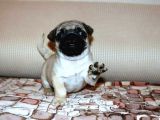 Safkan Irk Garantili Pug Mops Yavrular