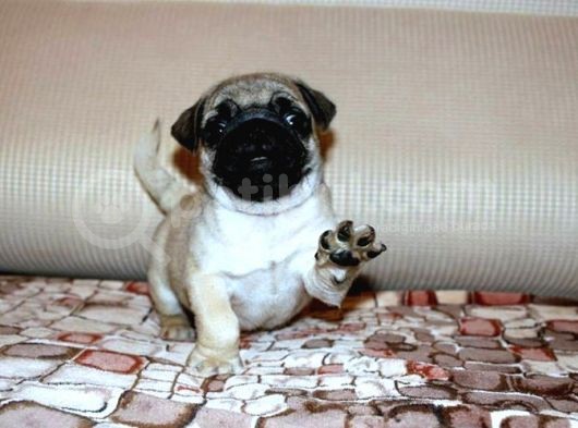 Safkan Irk Garantili Pug Mops Yavrular görsel