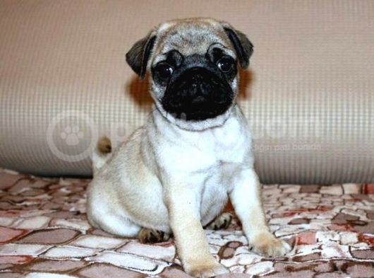Safkan Irk Garantili Pug Mops Yavrular görsel