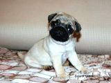 Safkan ırk garantili pug mops yavrular