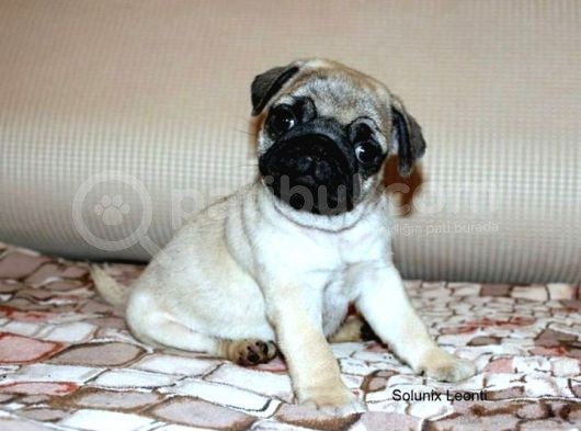 Safkan Irk Garantili Pug Mops Yavrular