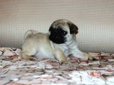 Safkan Irk Garantili Pug Mops Yavrular