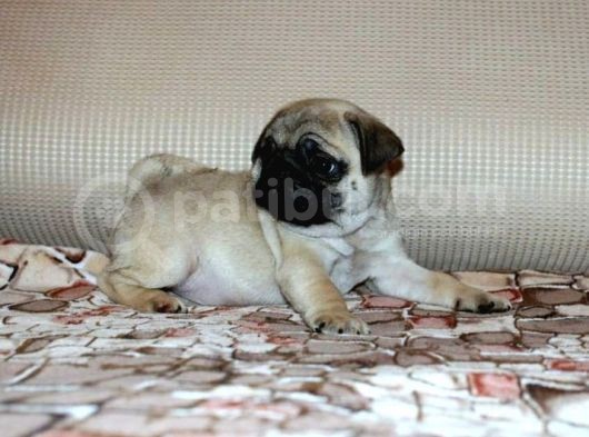 Safkan Irk Garantili Pug Mops Yavrular görsel