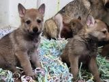 Wolf Dog Yavru Kurtlar