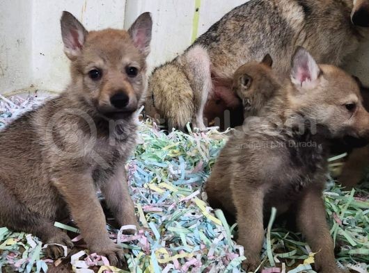 Wolf Dog Yavru Kurtlar görsel