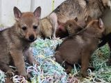 Wolf Dog Yavru Kurtlar
