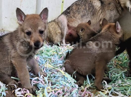 Wolf Dog Yavru Kurtlar görsel