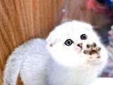 Adi Bal Scottishfold Yavru