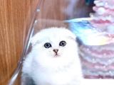 Adi Bal Scottishfold Yavru