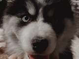 Safkan Mavi Gözlü Husky Sibirya Kurdu Erkek ve Dişi