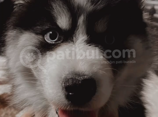 Safkan Mavi Gözlü Husky Sibirya Kurdu Erkek Ve Dişi