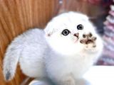 ADI BAL SCOTTISHFOLD YAVRU