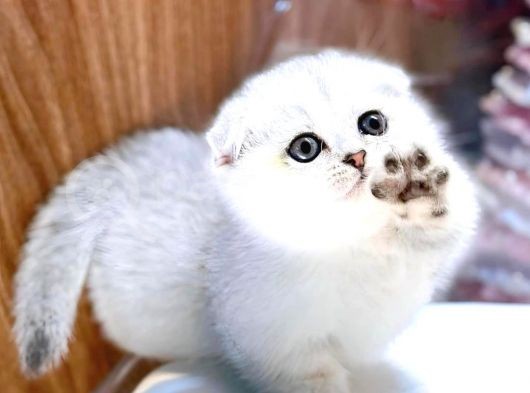 Adi Bal Scottishfold Yavru