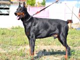 Safkan ırk garantili doberman yavrular