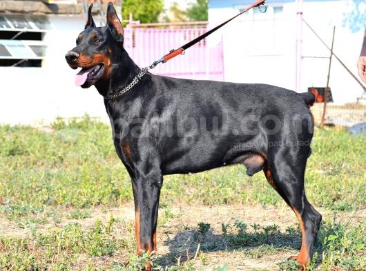 Safkan Irk Garantili Doberman Yavrular