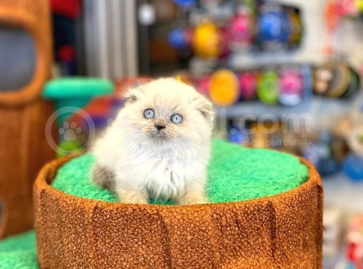 Blue Poi̇nt Scotti̇sh Fold görsel