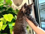 Xl Mainecoon Black Smoke Dişi