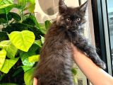 Xl Mainecoon Black Smoke Dişi
