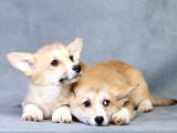 Pembroke Welsh Corgi
