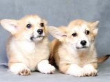 Pembroke Welsh corgi