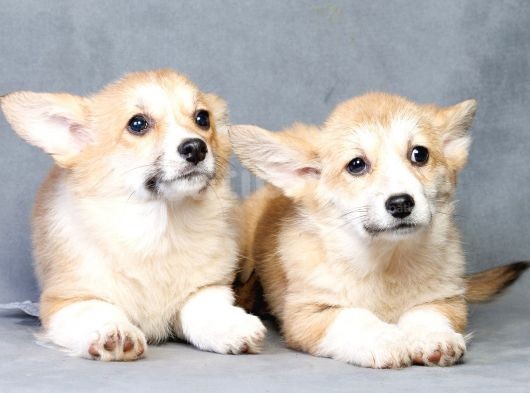 Pembroke Welsh Corgi