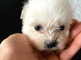Orjinal maltese A kalite Dişi Ve Erkek