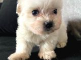 Orjinal Maltese A Kalite Dişi Ve Erkek