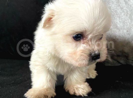 Orjinal Maltese A Kalite Dişi Ve Erkek görsel