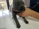 A Kalite Cane Corso Erkek Ve Dişi