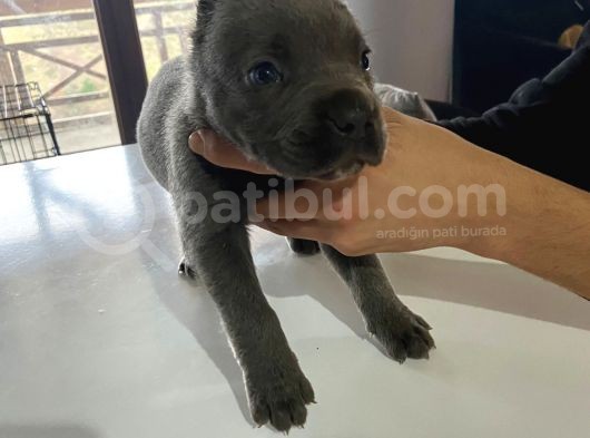 A Kalite Cane Corso Erkek Ve Dişi görsel