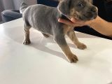 A Kalite Cane Corso Erkek Ve Dişi
