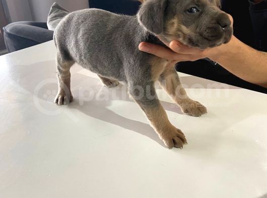 A Kalite Cane Corso Erkek Ve Dişi görsel