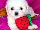 Teacup bebek surat morkie yavrular