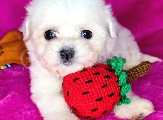 Teacup Bebek Surat Morkie Yavrular