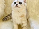 British Shorthair Sevimli Erkek Yavru